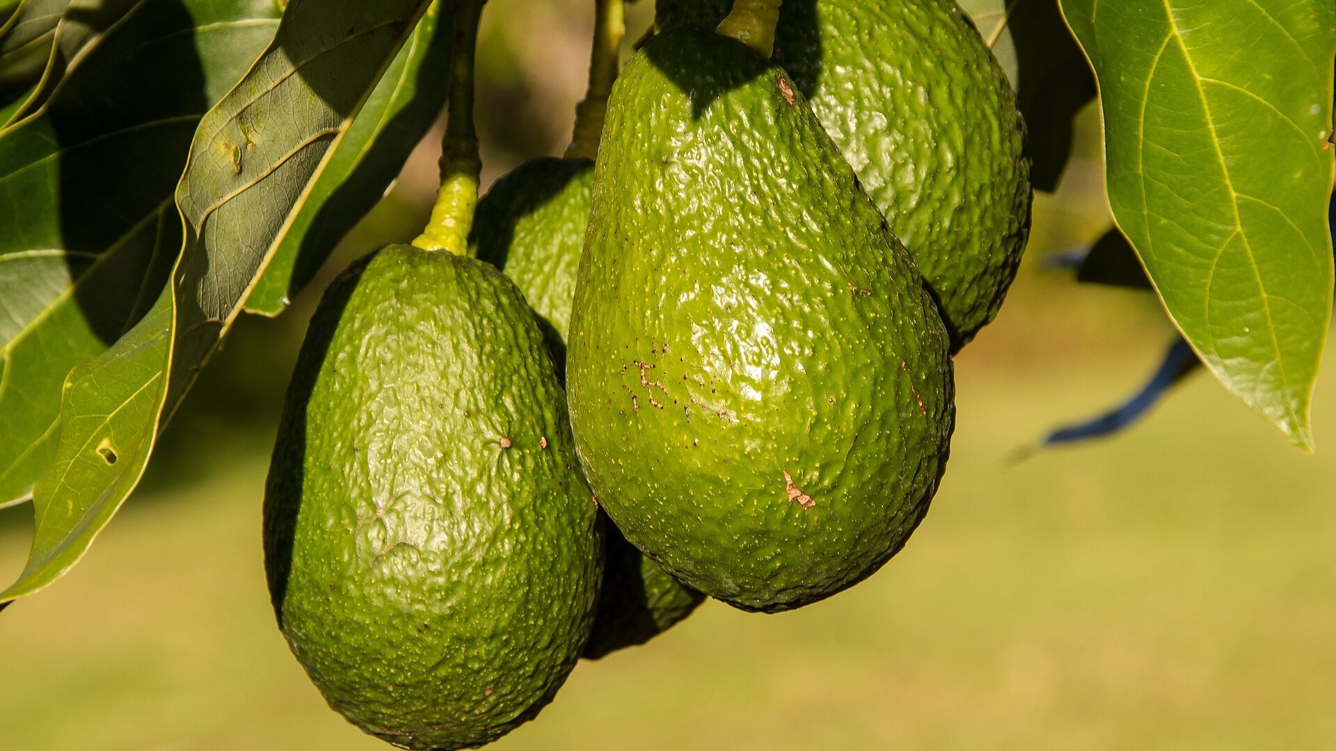 Avocado Benefits Avocado für die Haut